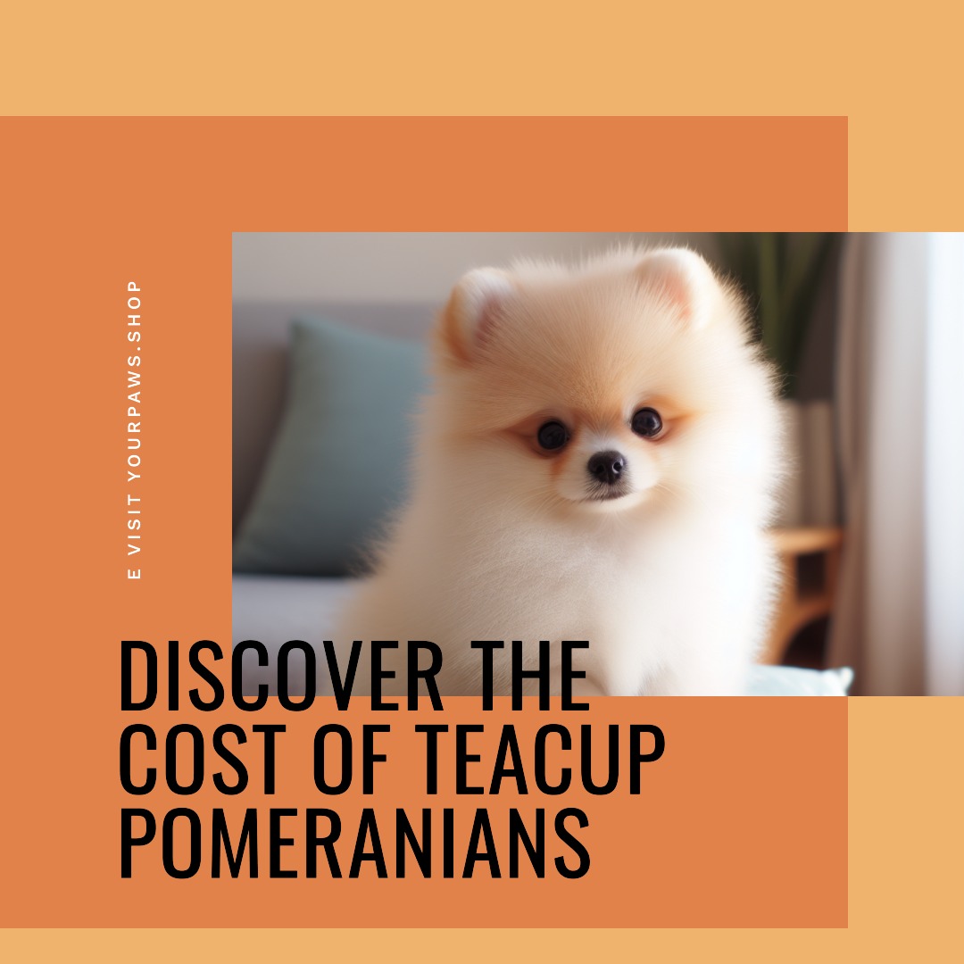 what is the cost of teacup pomeranian